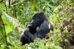 Gorilla Trekking Rwanda