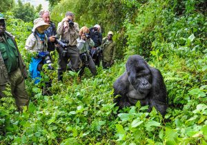 3 days Rwanda Gorilla Tour