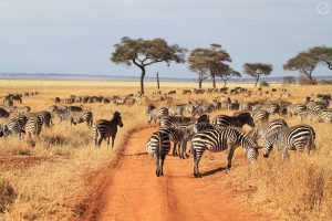 Tarangire Safari