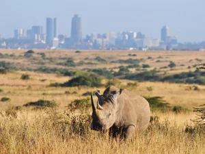 Nairobi national Park Safari