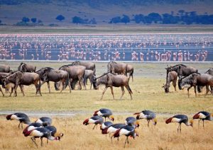 Lake manyara safari