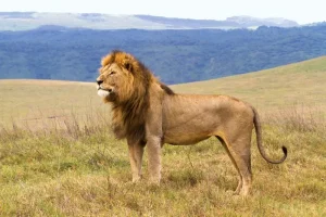 Ngorongoro safari
