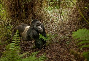 Gorilla Trekking Rwanda