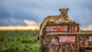 Nairobi national Park Safari