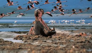 Lake Nakuru Safari