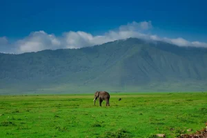 Ngorongoro safari