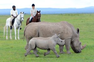 Ol Pejeta