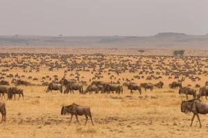 Serengeti safari