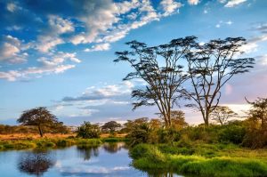 Serengeti safari