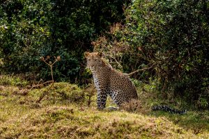 Aberdare National Park safari