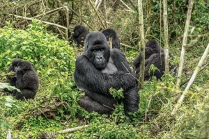 3 days Rwanda Gorilla Tour