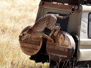Big 5 safaris Tanzania