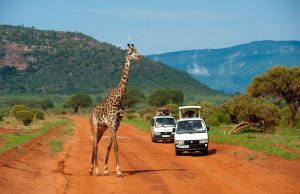 Tsavo East Safari