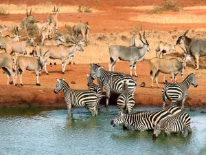 Tsavo East Safari