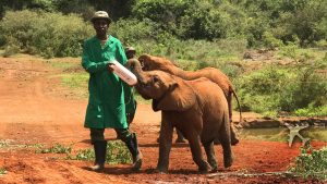 giraffe center and Elephant orphanage