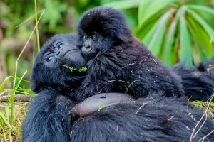 3 days Rwanda Gorilla Tour