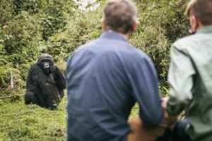 Gorilla Trekking Rwanda