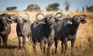 Tarangire Safari