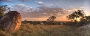 Serengeti landscape