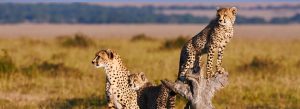 Masai Mara