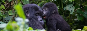 Rwanda Tours