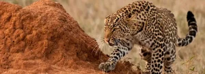 Tsavo East
