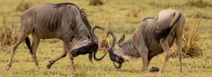 Kenya Safaris