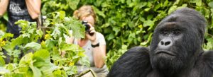 Rwanda Gorilla Tours