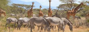 Samburu National Reserve