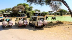 About Safari Supremacy