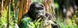 Uganda Tours