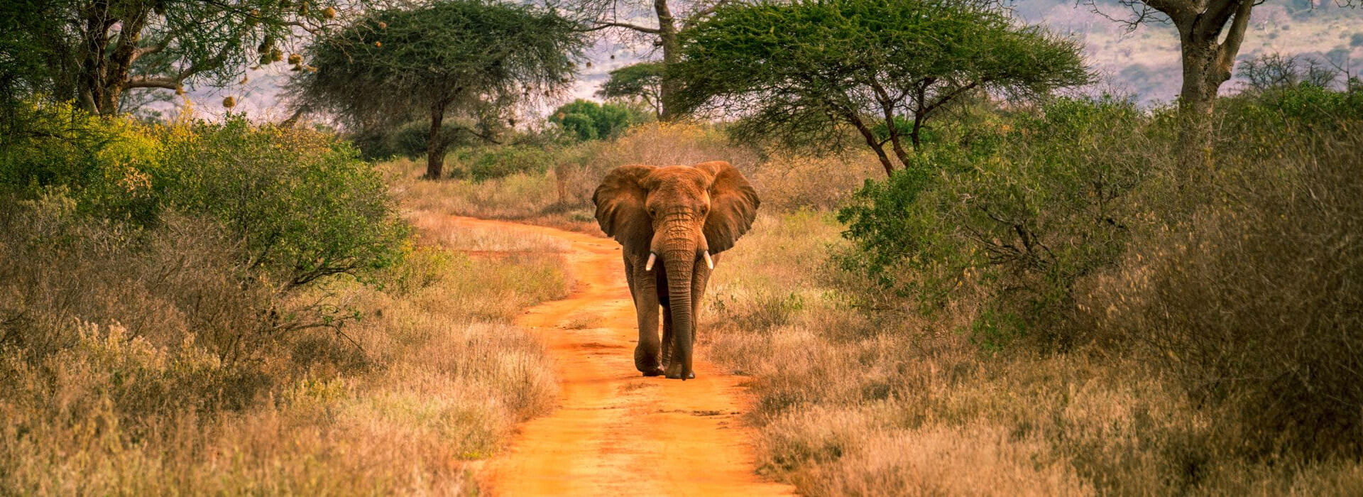 Tsavo West National Park, Kenya