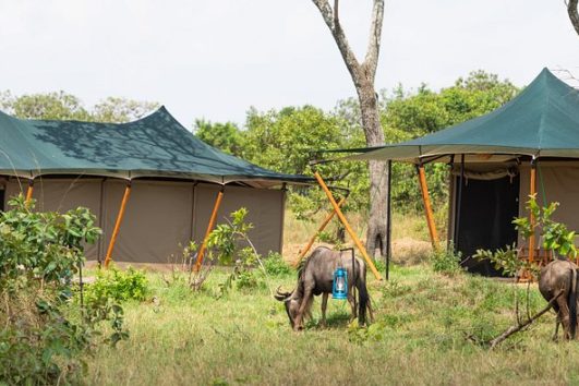 Untamed Migration Camps